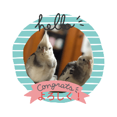 [LINEスタンプ] 我が家の鳥たち！第二！改良版