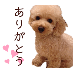 [LINEスタンプ] くうちゃんです！