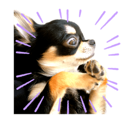 [LINEスタンプ] 虎之介生活