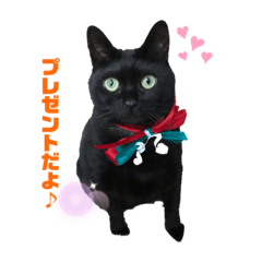 [LINEスタンプ] 毎日ジジちゃん