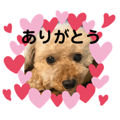 [LINEスタンプ] トイプードルのまりも＆あんこ