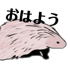 [LINEスタンプ] あっきーくんの動物観察（改）