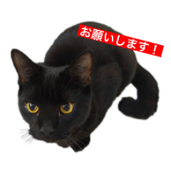[LINEスタンプ] トロとフグ