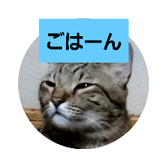 [LINEスタンプ] ヒメとトラ