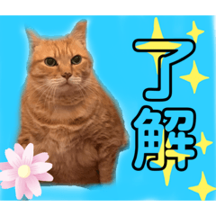 [LINEスタンプ] 佐藤家のねこちゃんたち