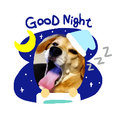 [LINEスタンプ] 柴ビーのコタさん