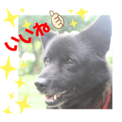 [LINEスタンプ] 日常の弦ちゃんスタンプ