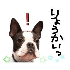 [LINEスタンプ] ボストンテリア豆蔵second