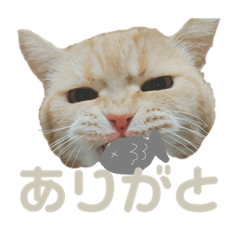 [LINEスタンプ] うにのかわいいすたんぷ