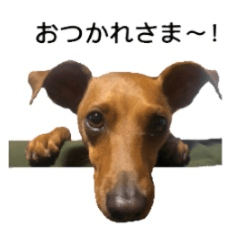 [LINEスタンプ] アーディの日常