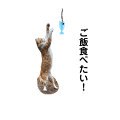 [LINEスタンプ] のらねこシリーズ1