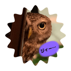 [LINEスタンプ] コキンメフクロウのふーちゃん