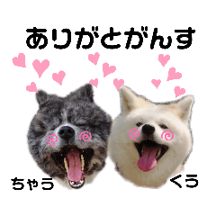 [LINEスタンプ] 秋田犬.空ちゃんの岩手弁