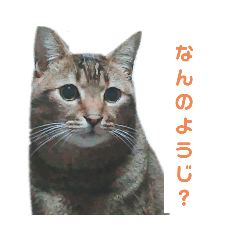 [LINEスタンプ] 俺のねこだけど文句ある？