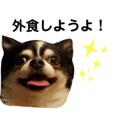 [LINEスタンプ] いぬたちとねこ
