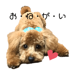 [LINEスタンプ] トイプードルのよく使う言葉スタンプ