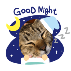 [LINEスタンプ] 子虎(ことら)のスタンプ