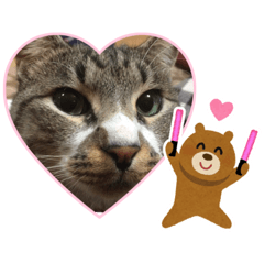 [LINEスタンプ] わんぱく猫ちゃんカリーノ