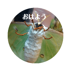 [LINEスタンプ] オナガミズアオ