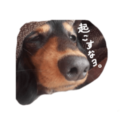 [LINEスタンプ] わんこの言うことにゃ。