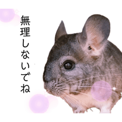 [LINEスタンプ] チンチラのだいちゃん