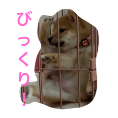 [LINEスタンプ] みみ助次郎のスタンプ