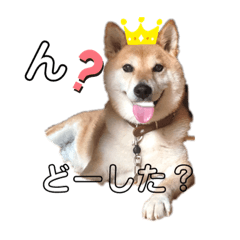 [LINEスタンプ] こたさんですよ。