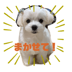 [LINEスタンプ] まっしろ犬