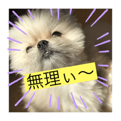 [LINEスタンプ] 大黒和牛ちゃん4