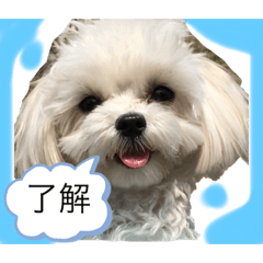 [LINEスタンプ] 赤 緑 青 黄色のワンちゃんしゅう