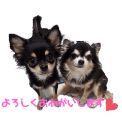 [LINEスタンプ] ここちともかち