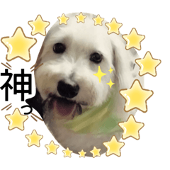 [LINEスタンプ] レオとコスモスPart3