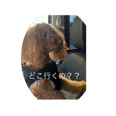 [LINEスタンプ] 愛犬しょこちゃん