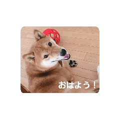 [LINEスタンプ] コロちゃんスタンプ！2