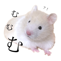 [LINEスタンプ] どうも、きむちです。