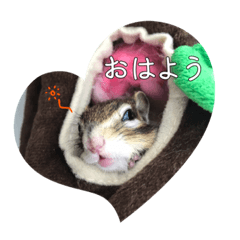 [LINEスタンプ] しまりすらいふ。2