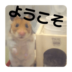 [LINEスタンプ] ハムスターのべーちゃんスタンプ
