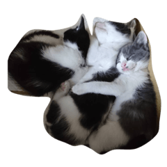 [LINEスタンプ] 人間化する猫