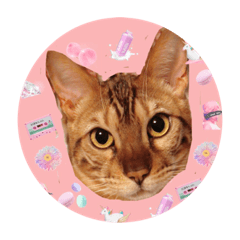[LINEスタンプ] しゅうくんレオンスタンプ