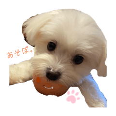 [LINEスタンプ] ココくんの毎日