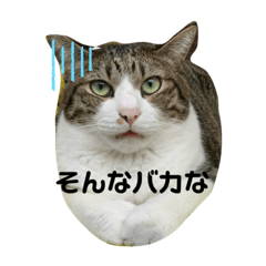 [LINEスタンプ] みんなの感情スタンプ