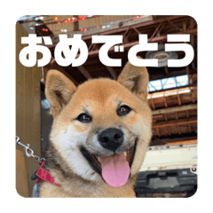 [LINEスタンプ] 子犬に代わりに言ってもらうスタンプ〜一言