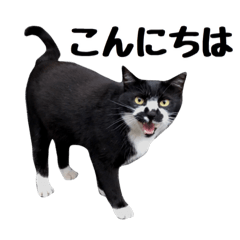 [LINEスタンプ] 靴下猫のソックス＆タイツ♂