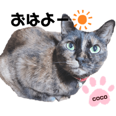 [LINEスタンプ] cocoちゃん♡スタンプ