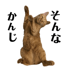 [LINEスタンプ] ねこのめいちゃん2