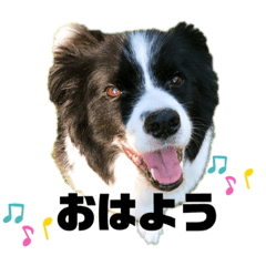 [LINEスタンプ] ボーダーコリーのボー。part2