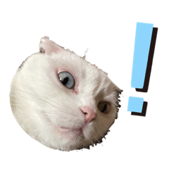 [LINEスタンプ] 白猫のんびりライフ3