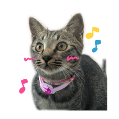 [LINEスタンプ] ミルクとにゃんの日常