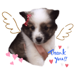 [LINEスタンプ] シェルティいーたん♡スタンプ