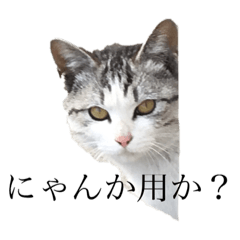 [LINEスタンプ] 普段の会話で使えるかも3